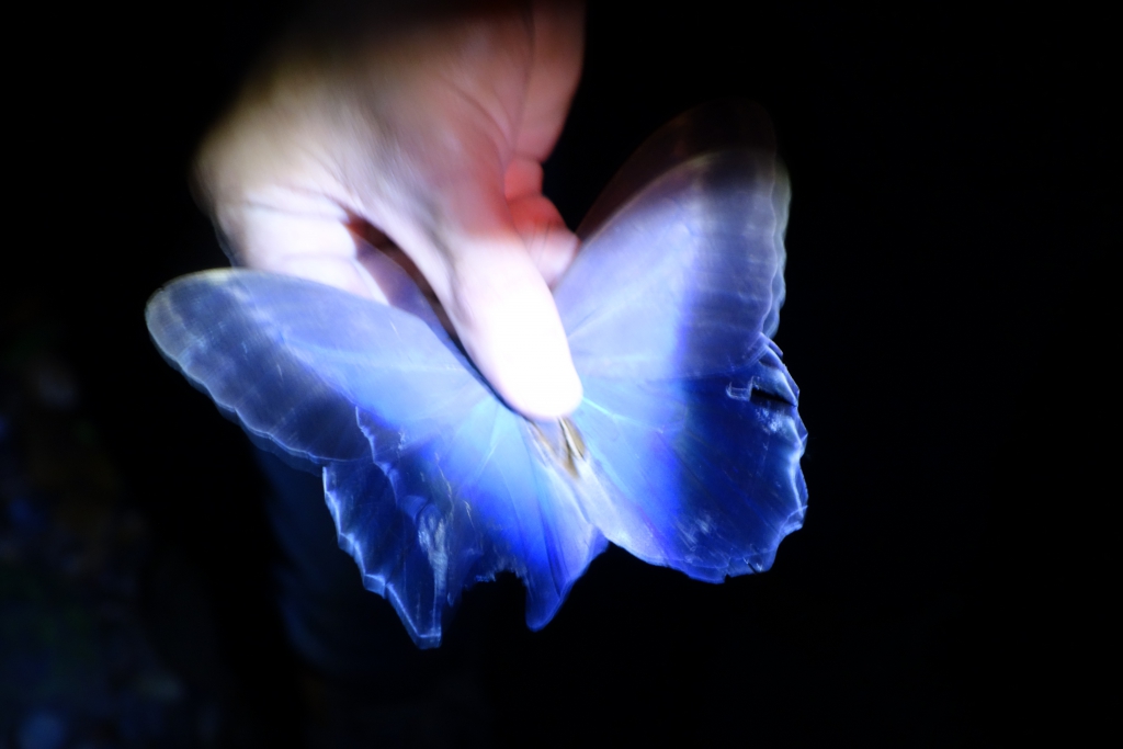 Morpho Butterfly (innen)