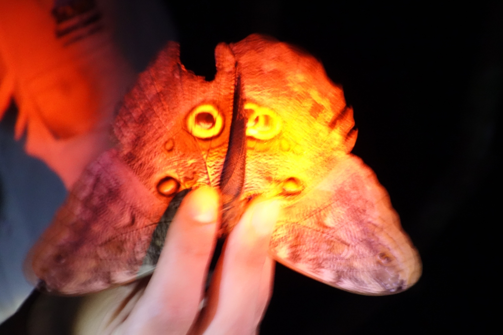 Morpho Butterfly (aussen)