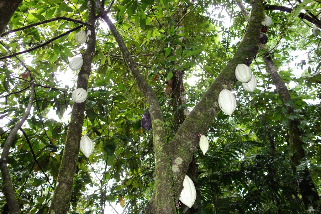 Kakaobaum 