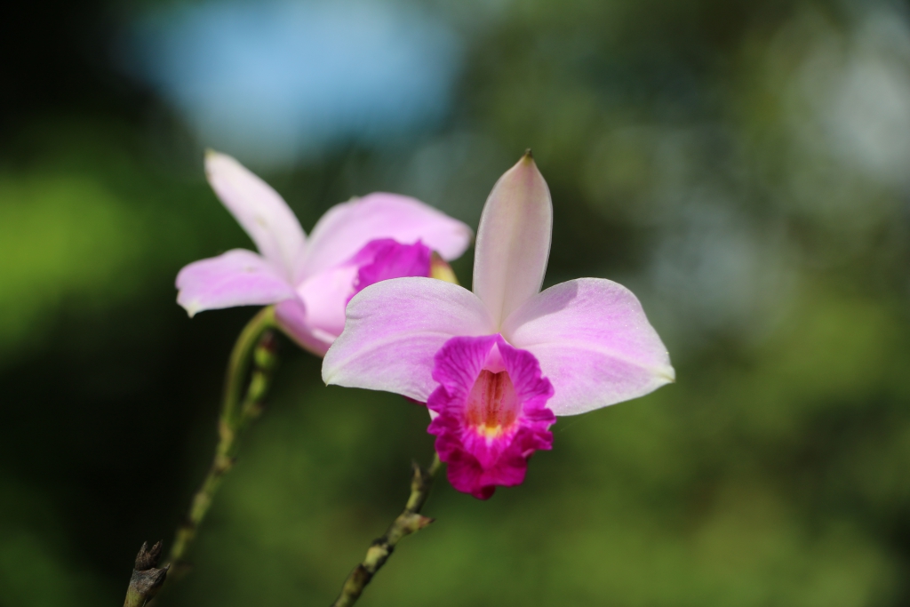Orchideen im Hotelgarten